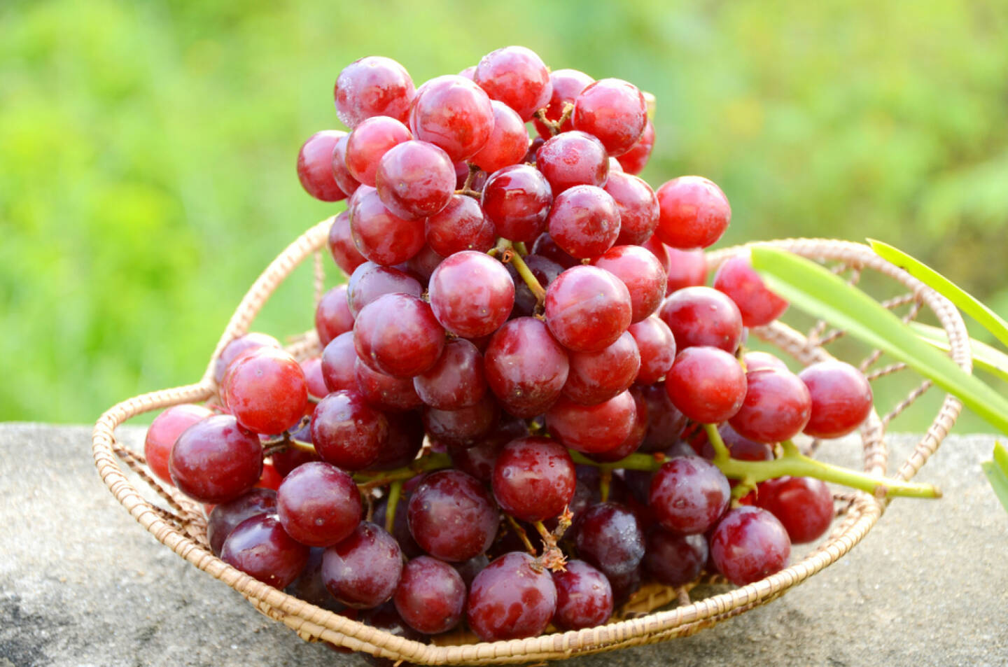 Weintrauben, rote Weintrauben, Superfruits, http://www.shutterstock.com/de/pic-112038134/stock-photo-seedless-purple-grape.html