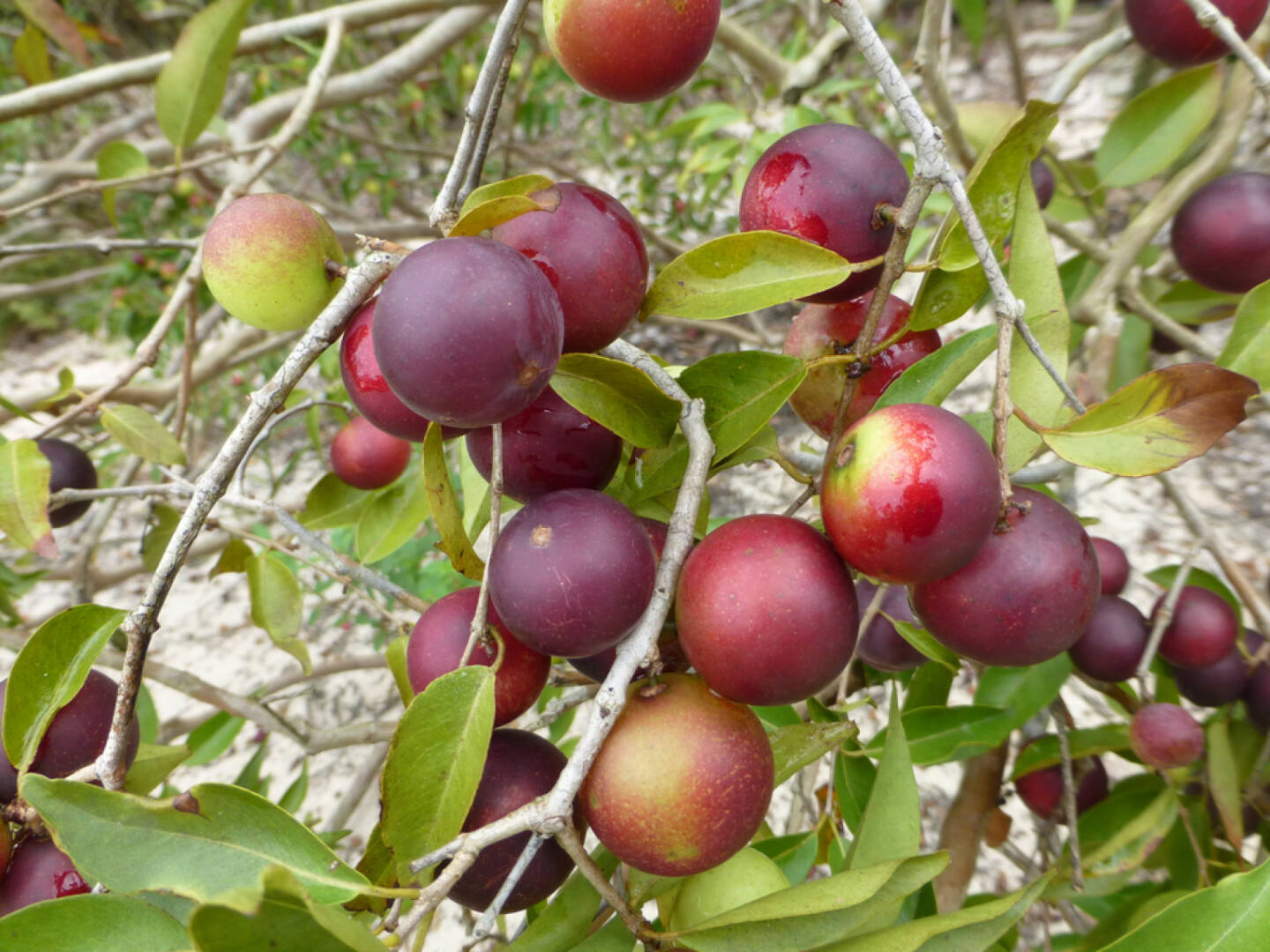 Camu Camu, Superfruit, http://www.shutterstock.com/de/pic-184176542/stock-photo-myrciaria-dubia-commonly-known-as-camu-camu-camucamu-cacari-and-camocamo-is-a-small-approx.html