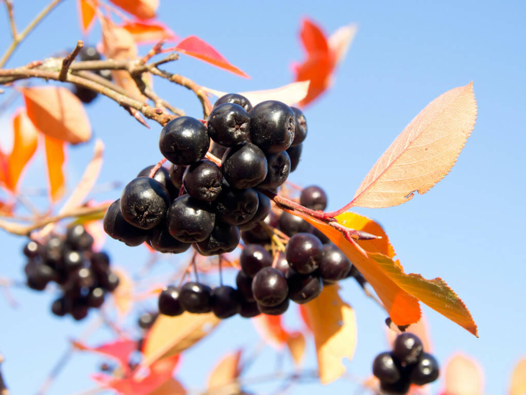 Aronia, Superfruit, http://www.shutterstock.com/de/pic-198603641/stock-photo-black-chokeberry-on-a-blue-sky-background-aronia-melanocarpa.html, © www.shutterstock.com (24.12.2014) 