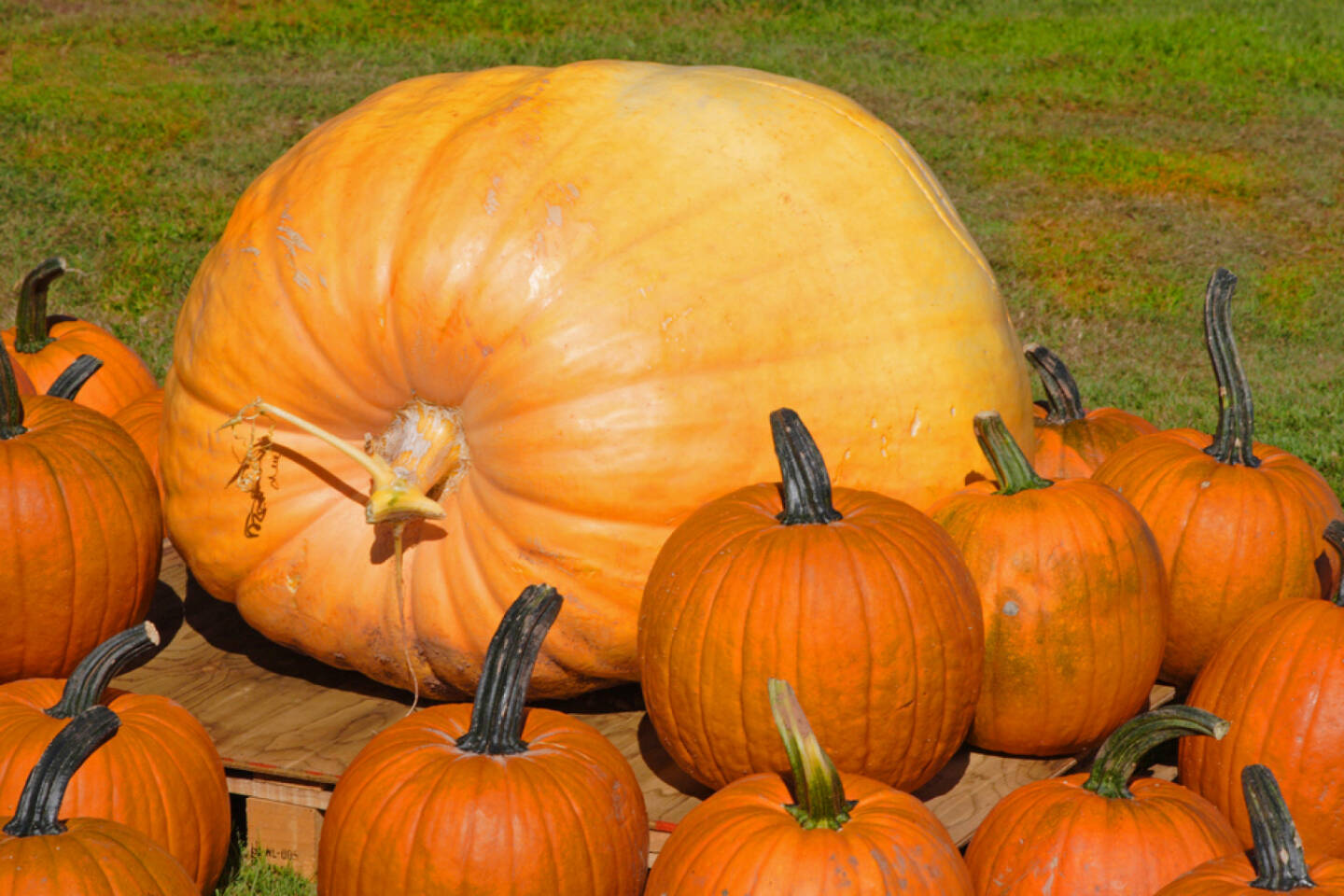 Kürbis, groß, gross, Größe, Grösse, Riesenkürbis, Riese, http://www.shutterstock.com/de/pic-5915356/stock-photo-a-giant-pumpkin-or-squash-surrounded-by-traditional-pumpkins.html?