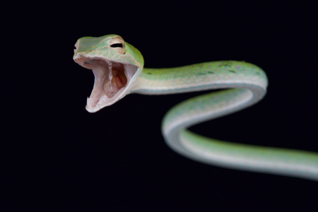 Schlange, Gift, Giftzahn, beissen, giftig, http://www.shutterstock.com/de/pic-234770938/stock-photo-attacking-snake-ahaetulla-nasuta.html, © www.shutterstock.com (09.02.2015) 