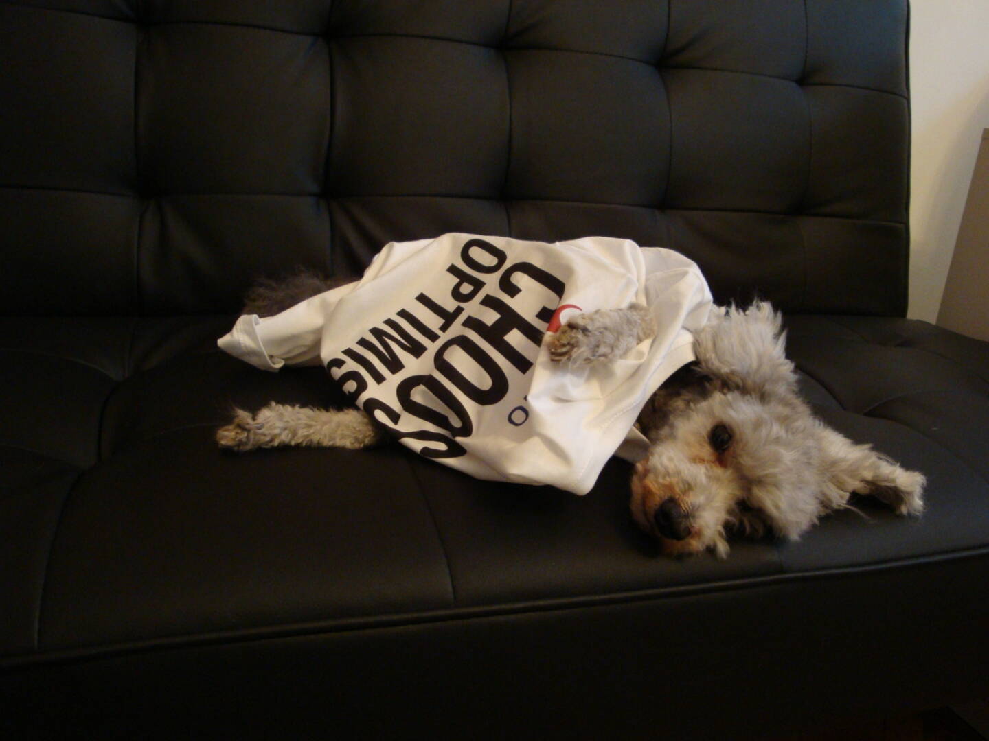 Camillo der Agenturhund (BrandensteinCOM) Choose Optimism, Shirt in der S Immo / Smeil-Edition