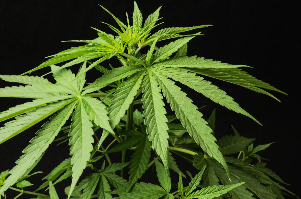 Cannabis, Blätter, Haschisch, http://www.shutterstock.com/de/pic-182350946/stock-photo-young-green-leaf-cannabis-indica-plant-marijuana.html, © www.shutterstock.com (18.03.2015) 