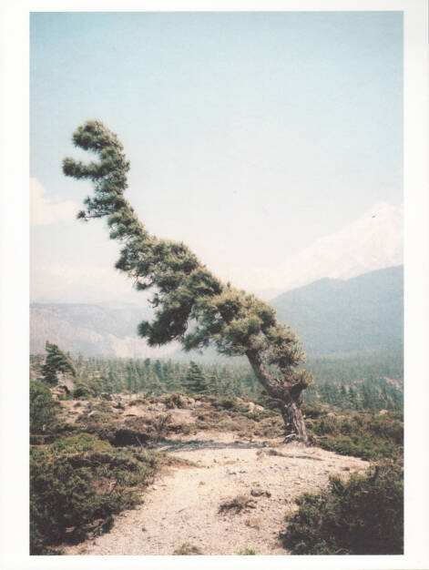 Vincent Delbrouck - Some Windy Trees, Self published/Wilderness 2013, Cover - http://josefchladek.com/book/vincent_delbrouck_-_some_windy_trees, © (c) josefchladek.com (29.03.2015) 