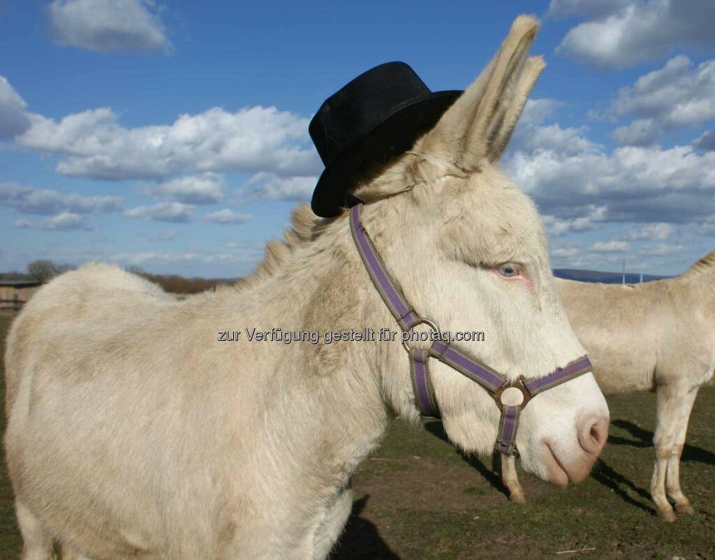 LUMIs magisches Kinderfest - Beim Eselstriegeln, Ponyreiten oder bei den Lamaführungen gehen LUMIs Gäste auf Tuchfüllung mit den vierbeinigen Bewohnern von Schloss Hof. Esel, Hut (Bild: José de Andrade), © Aussender (19.05.2015) 