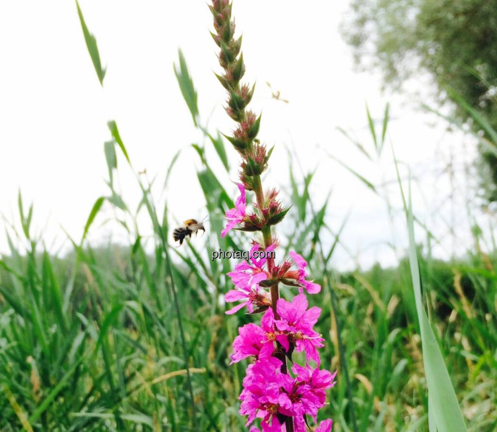 Blume, Biene, © Martina Draper (19.06.2015) 