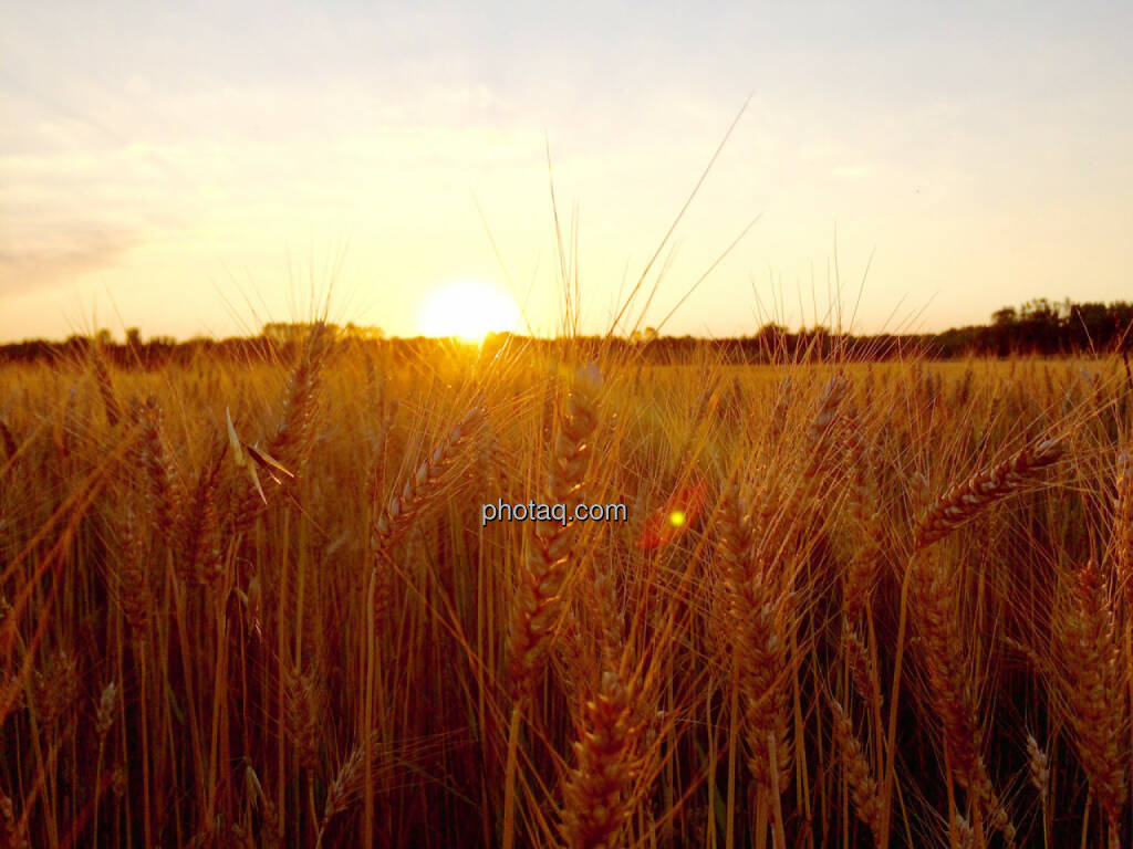 Kornfeld, Feld, Weizenfeld, Sonnenuntergang, © Martina Draper (02.07.2015) 