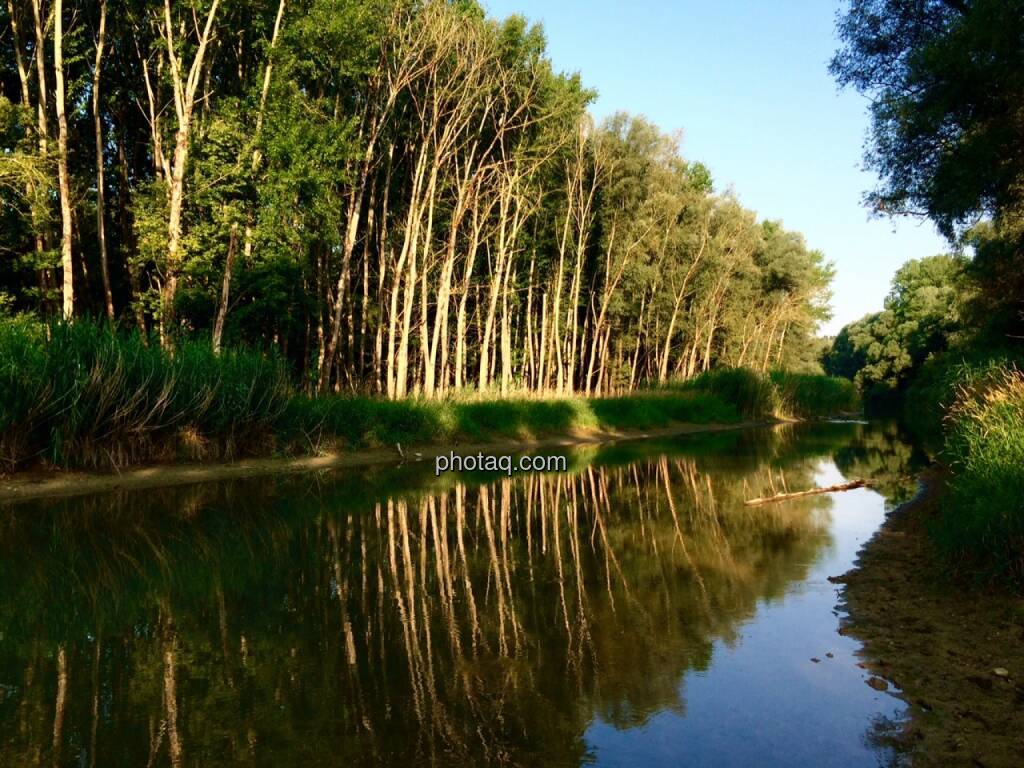 Krumpenwasser, Stockerauer Au, © Martina Draper (07.07.2015) 