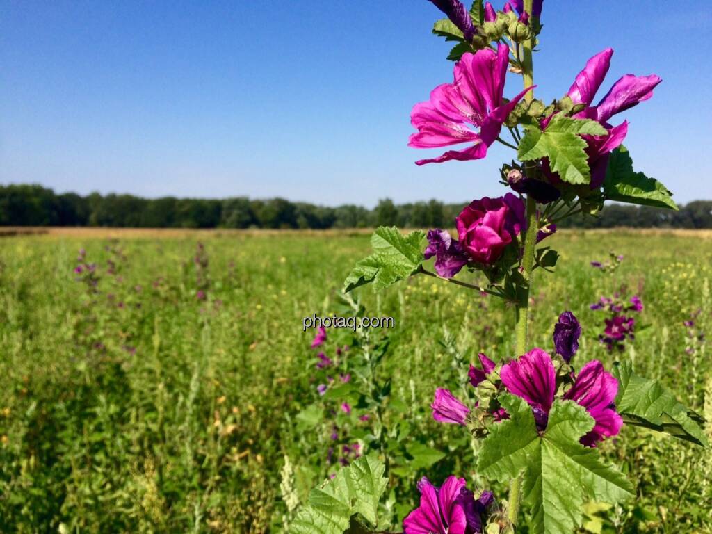 Blume, Feld, © Martina Draper (12.07.2015) 