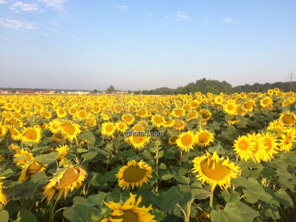 Sonnenblumen, © Martina Draper (17.07.2015) 