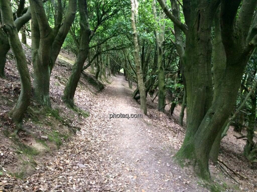 Wald, total verlaufen, © Martina Draper (21.07.2015) 