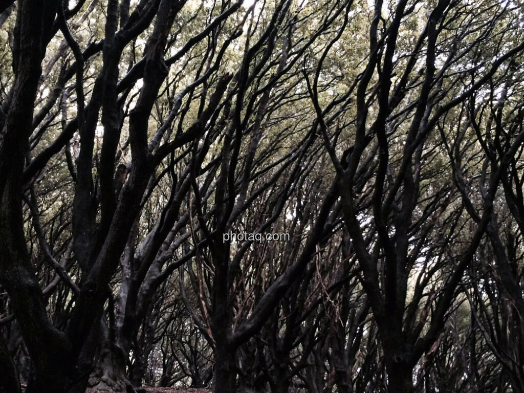 creepy woods, © Martina Draper (24.07.2015) 
