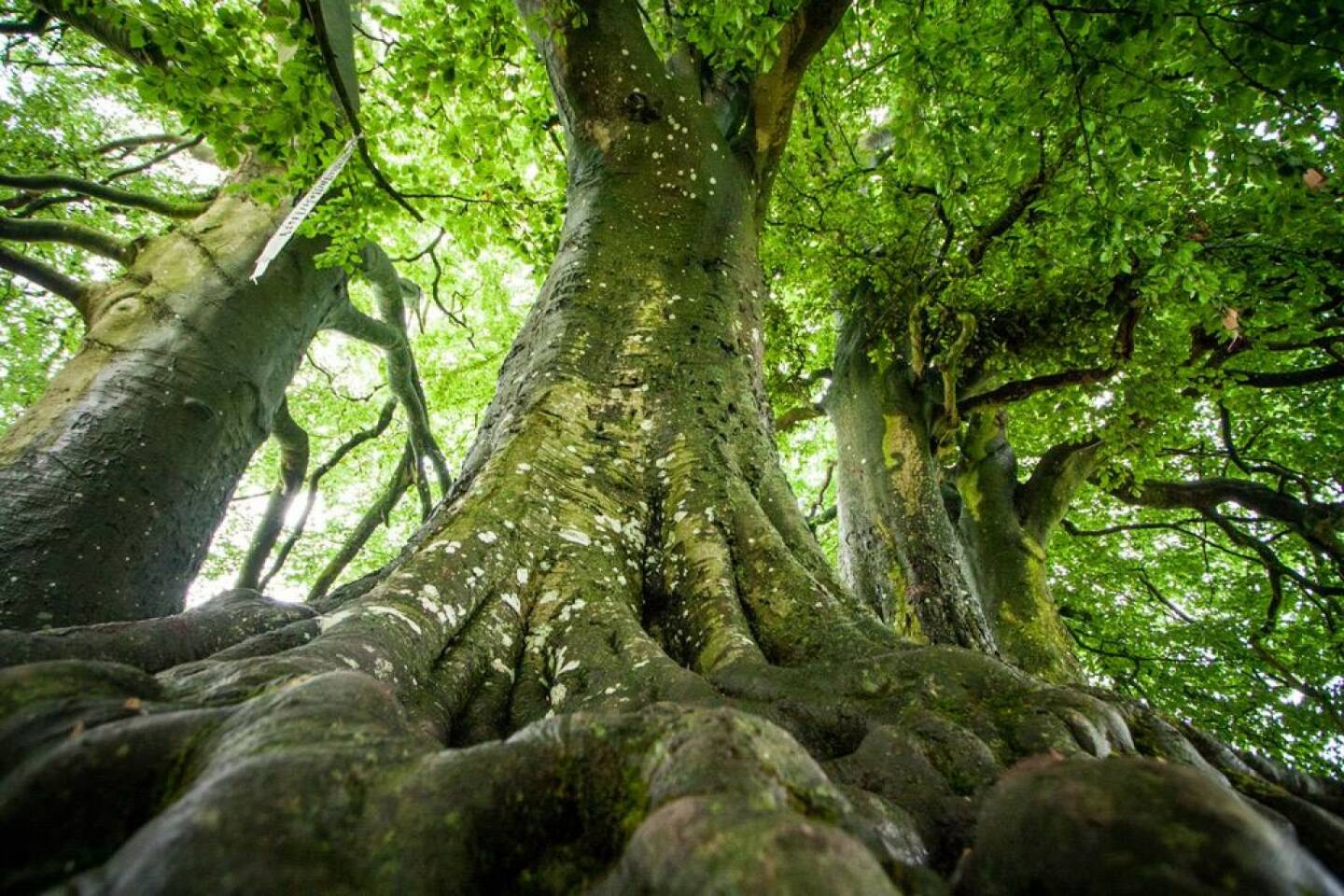 Baum  (Martina Draper)