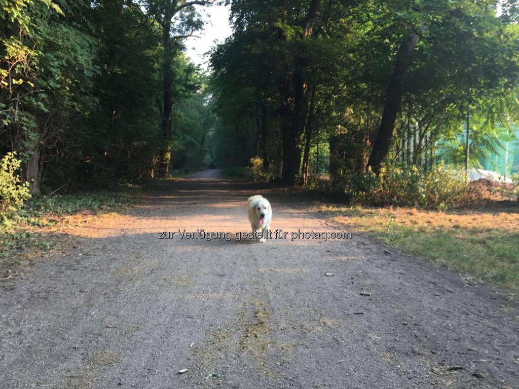 Hund, erschöpft, müde (14.08.2015) 