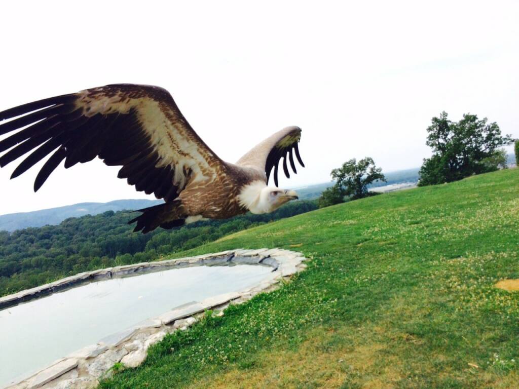 Gänsegeier, Adlerwarte Burg Kreuzenstein, © Martina Draper (16.08.2015) 