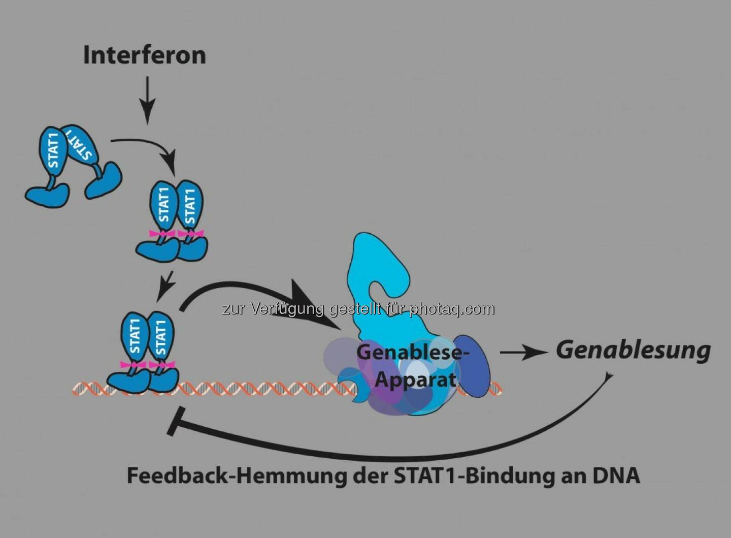 Raffinierter Mechanismus des Immunsystems entschlüsselt : Dass Immunantworten nicht aus dem Ruder laufen, ist einem Rückkoppelungsmechanismus des Körpers zu verdanken. Dieser wirkt auf der Ebene bestimmter Gene und verknüpft deren Inaktivierung mit dem Fortschreiten des Ablesens dieser Gene. Dieses clevere Feedback-System wurde nun als Teil eines Projekts des Wissenschaftsfonds FWF entdeckt und im Fachmagazin Molecular and Cellular Biology publiziert : © Quelle: Pavel Kovarik