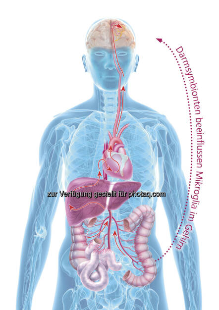Die Bauch-Leber-Hirn-Achse : Innovativer Therapieansatz : Weltneuheit: Migränetherapie „aus dem Bauch heraus“ – ohne unerwünschte Effekte! Neueste wissenschaftliche Studien belegen die Wirksamkeit von ausgewählten probiotischen Darmbakterien : © Institut Allergosan, © Aussender (27.08.2015) 