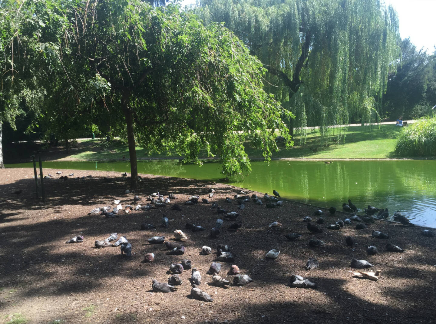 Ruhe Enten Stadtpark