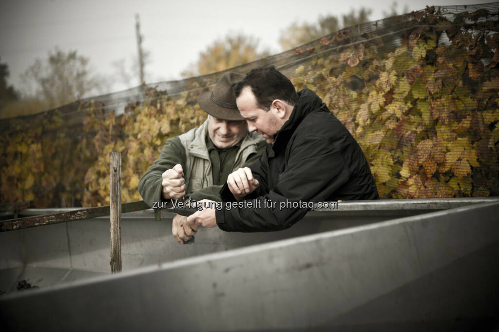 Gerhard Kracher, Hans Thyringer : Qualitätskontolle der Trauben im Weingarten : Kracher lädt zur legendären Jahrgangspräsentation & dem Fine Wine Event am 10. Oktober 2015 in den Weinlaubenhof in Illmitz : © Kracher GmbH, © Aussender (01.09.2015) 