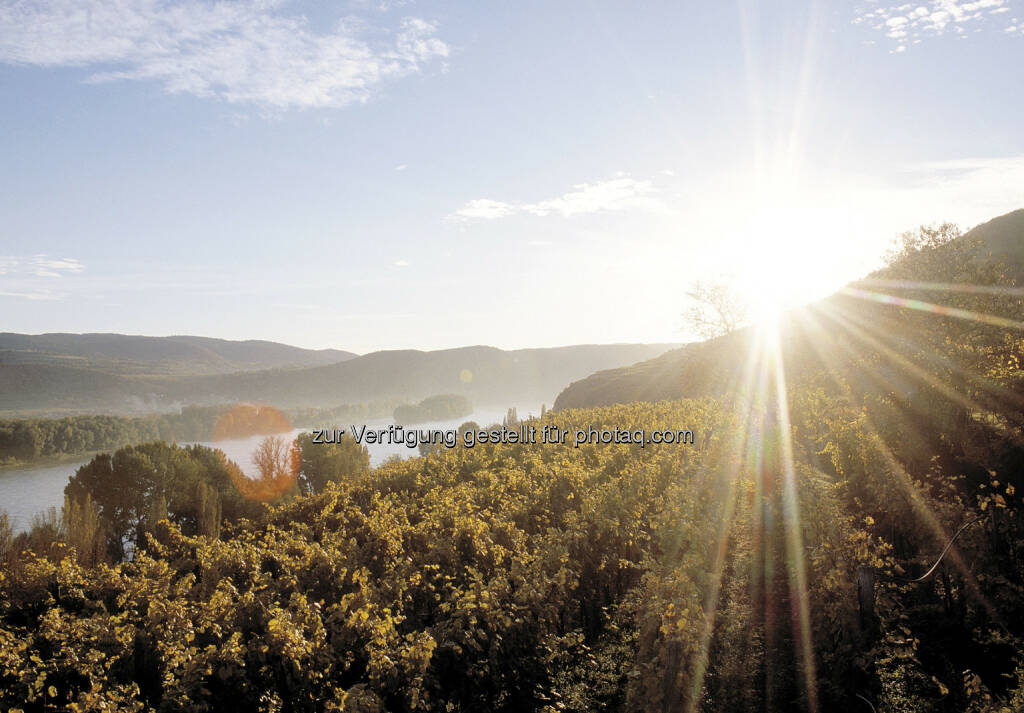 Weinberg an der Donau : Weinernte 2015: Winzer beruhigt – Wein hat Hitzesommer gut überstanden : Qualität der Trauben heuer besonders hoch, Erntemenge wird durchschnittlich : Fotocredit: ÖWM/Himml, © Aussender (03.09.2015) 