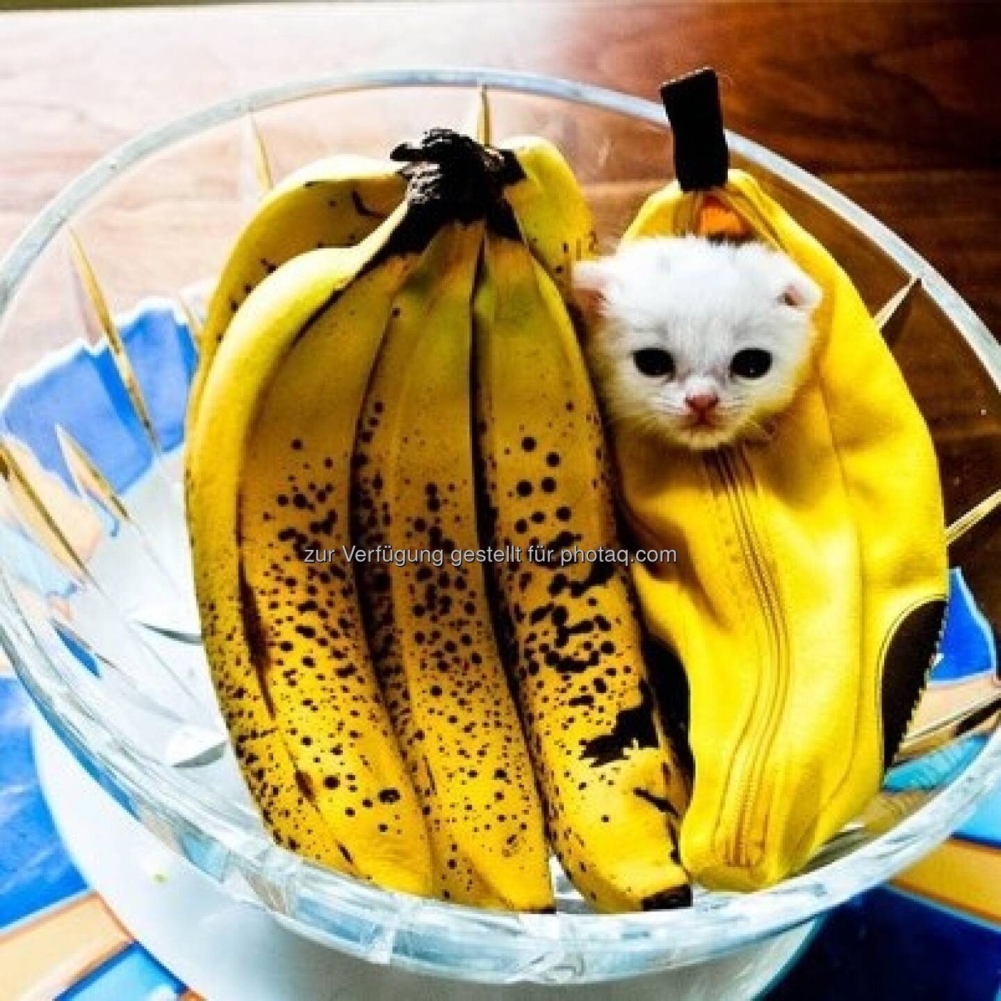 Bananing Kitty https://www.facebook.com/bananingofficial