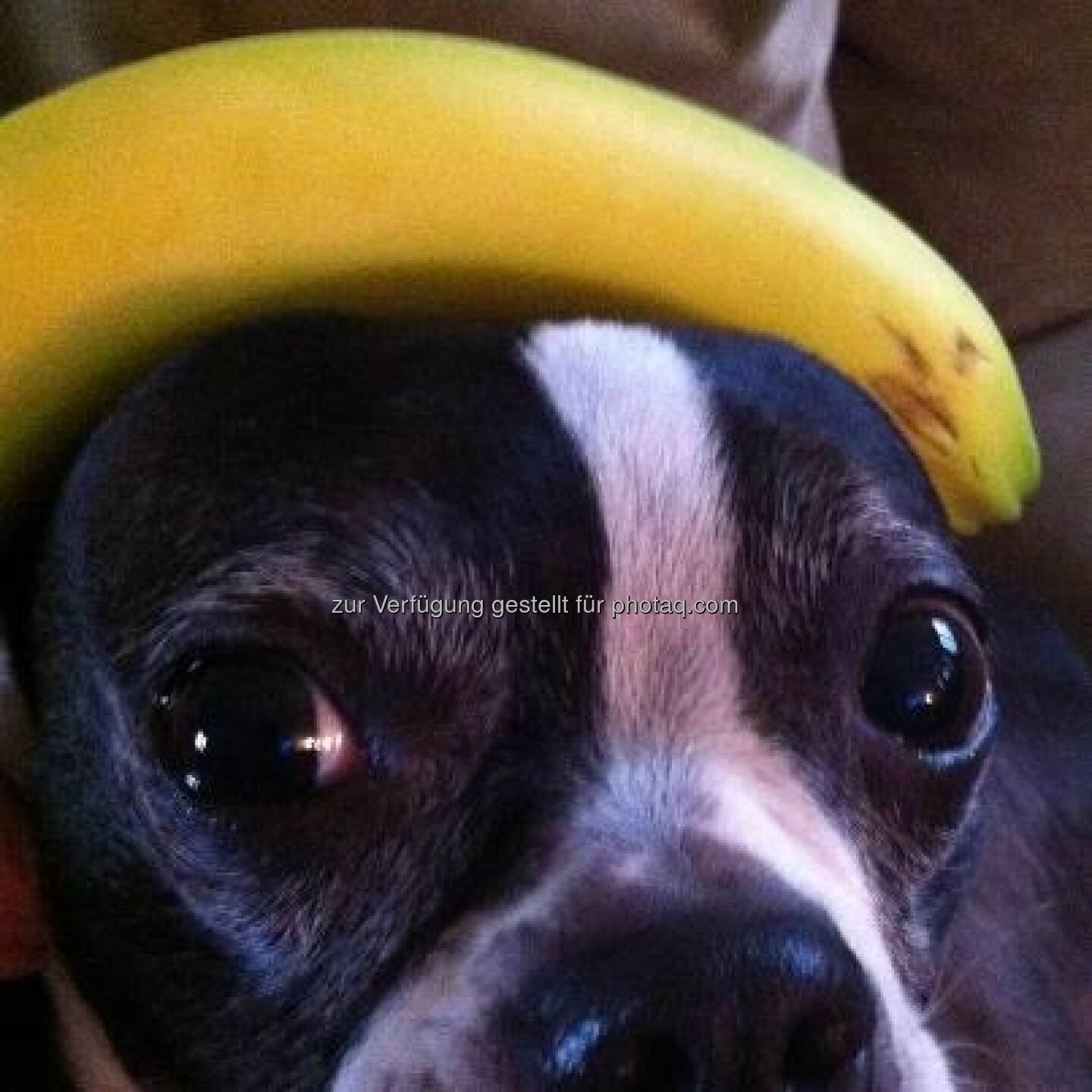 Bananing Dog https://www.facebook.com/bananingofficial