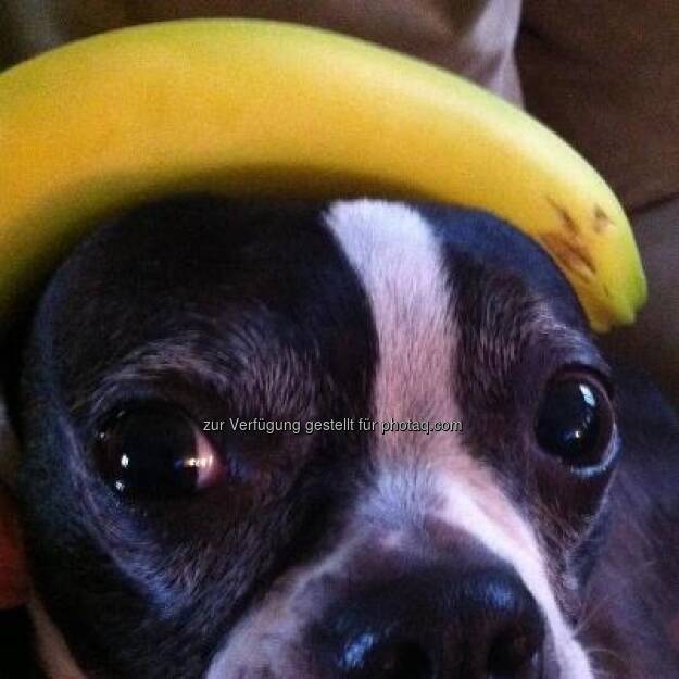 Bananing Dog https://www.facebook.com/bananingofficial (22.03.2013) 