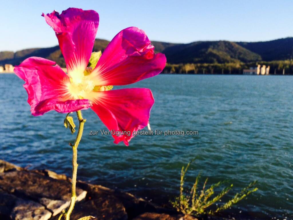 Blume, Donau, © Martina Draper (04.10.2015) 