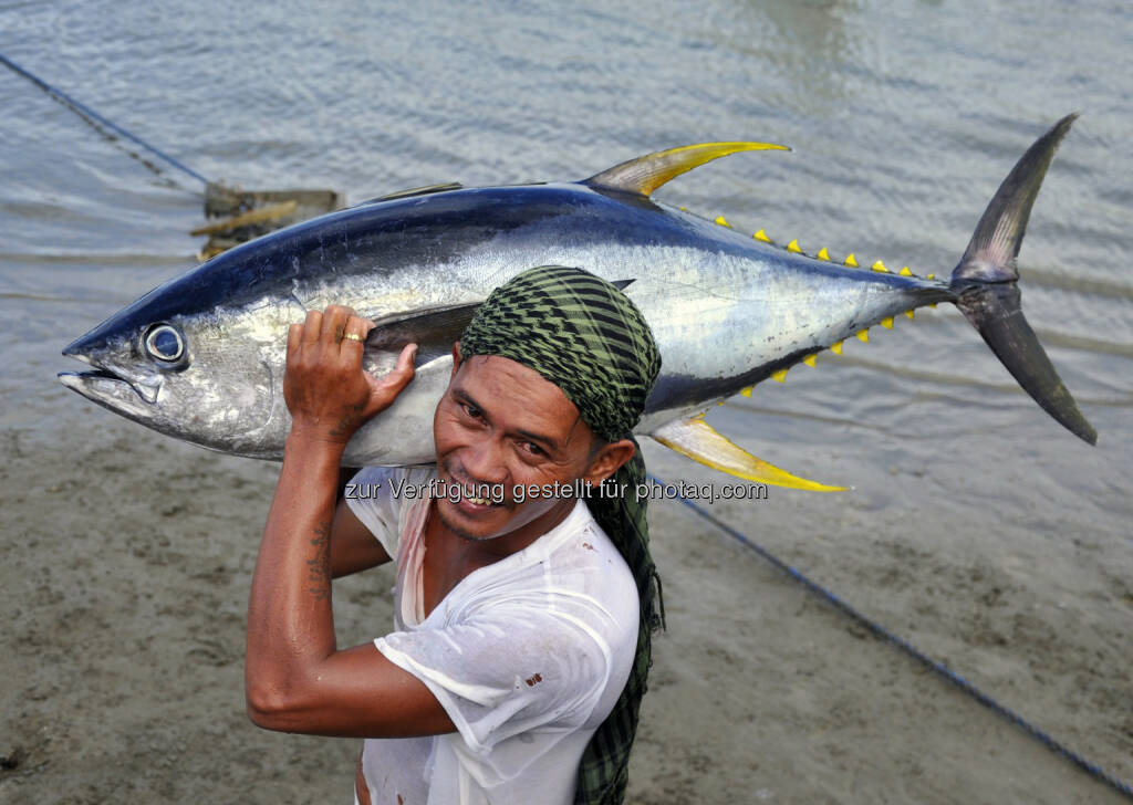 WWF zum Welternährungstag: Überfischung bedroht Mensch und Natur, Thunfisch (Bild: Gregg Yan / WWF), © Aussender (15.10.2015) 