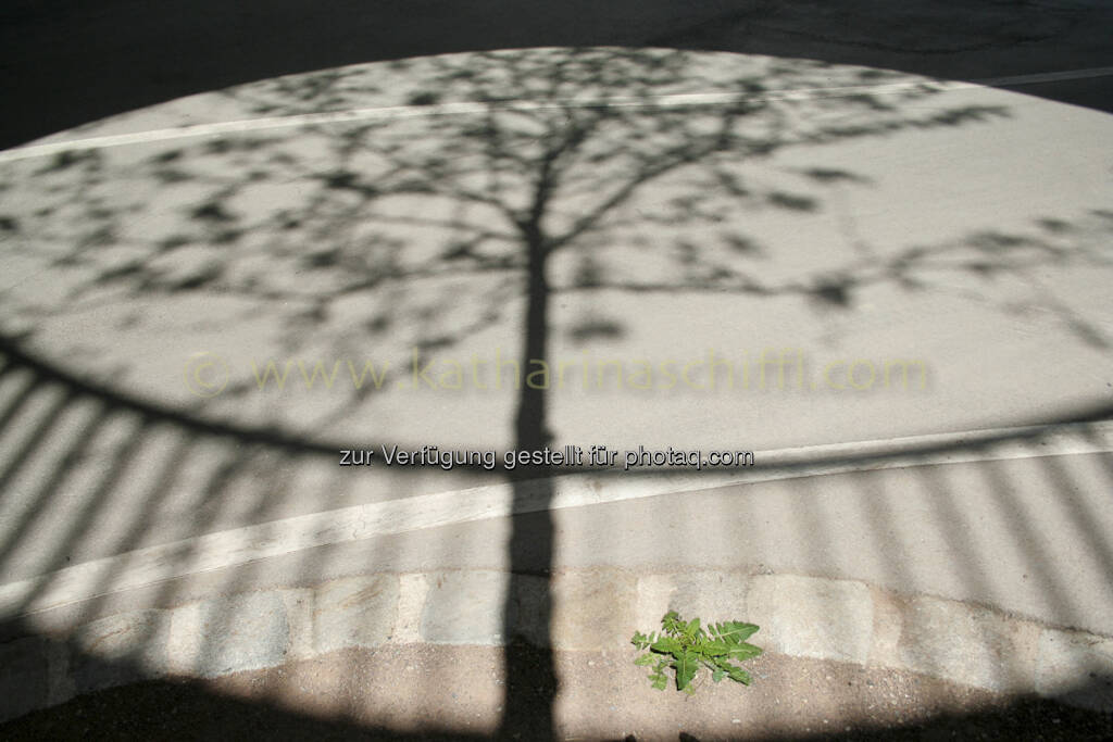 Frühling auf wienerisch ... by Katharina Schiffl http://www.katharinaschiffl.com (24.03.2013) 