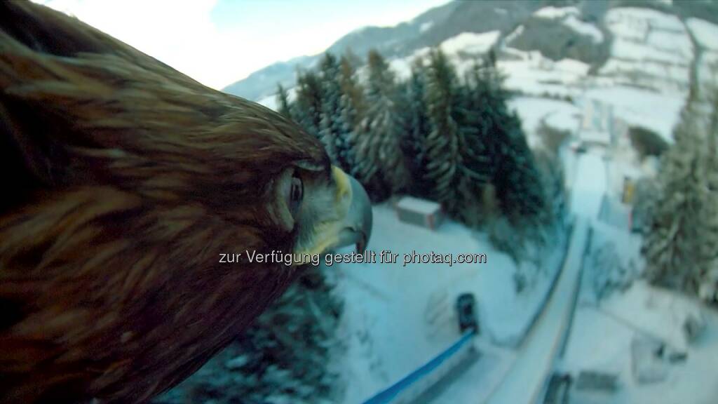 Adler Alexander der Große : Filmstar aus dem Film “Wie Brüder im Wind” flog über die Schanze am Kulm begeisterte die Welt mit seinen Eagle Cam-Aufnahmen : Fotocredit: Terra Mater, © Aussendung (17.01.2016) 