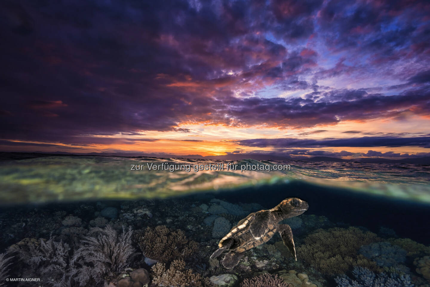 Cebu Philippinen, Sunrise Turtle : Terra Mater Magazin : Sieger des Fotowettbewerbes aus über 2000 Einsendungen gekürt : Das Siegerfoto 2015 von Martin Aigner zeigt eine frisch geschlüpfte Schildkröte unter Wasser – und gleichzeitig einen Sonnenaufgang vor der philippinischen Insel Cebu : Fotocredit: Martin Aigner