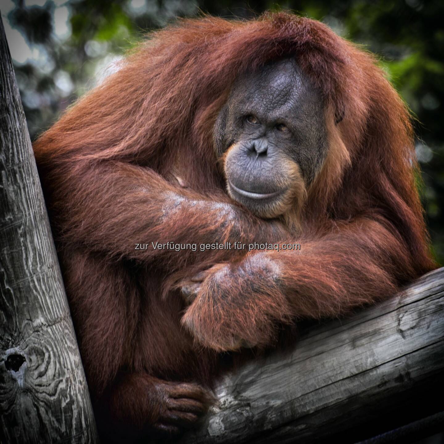 Orang-Utan (symbolisch für Tierarten, die akut vom Aussterben bedroht sind) : GiveGreenly - Ein Klick für den Naturschutz : Die Naturschutz-App GiveGreenly setzt auf Crowdfunding und startet ihre Kampagne Montag 15.2. auf www.startnext.com/givegreenly : Fotocredit: pexels.com