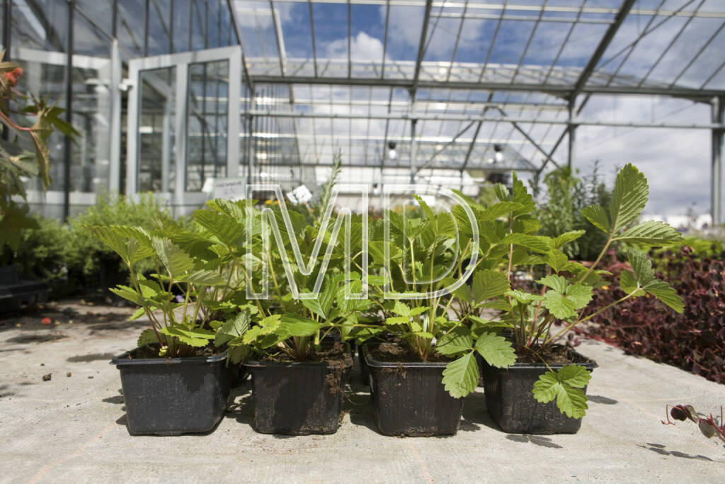 Erdbeerpflanzen, © Martina Draper (06.04.2013)