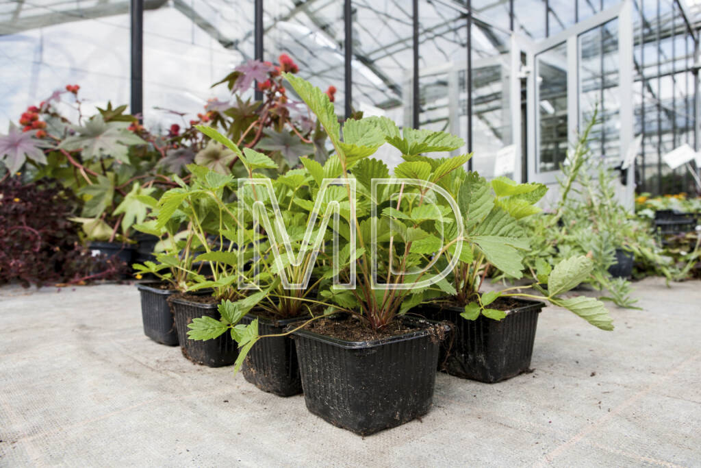 Erdbeerpflanzen, © Martina Draper (06.04.2013)