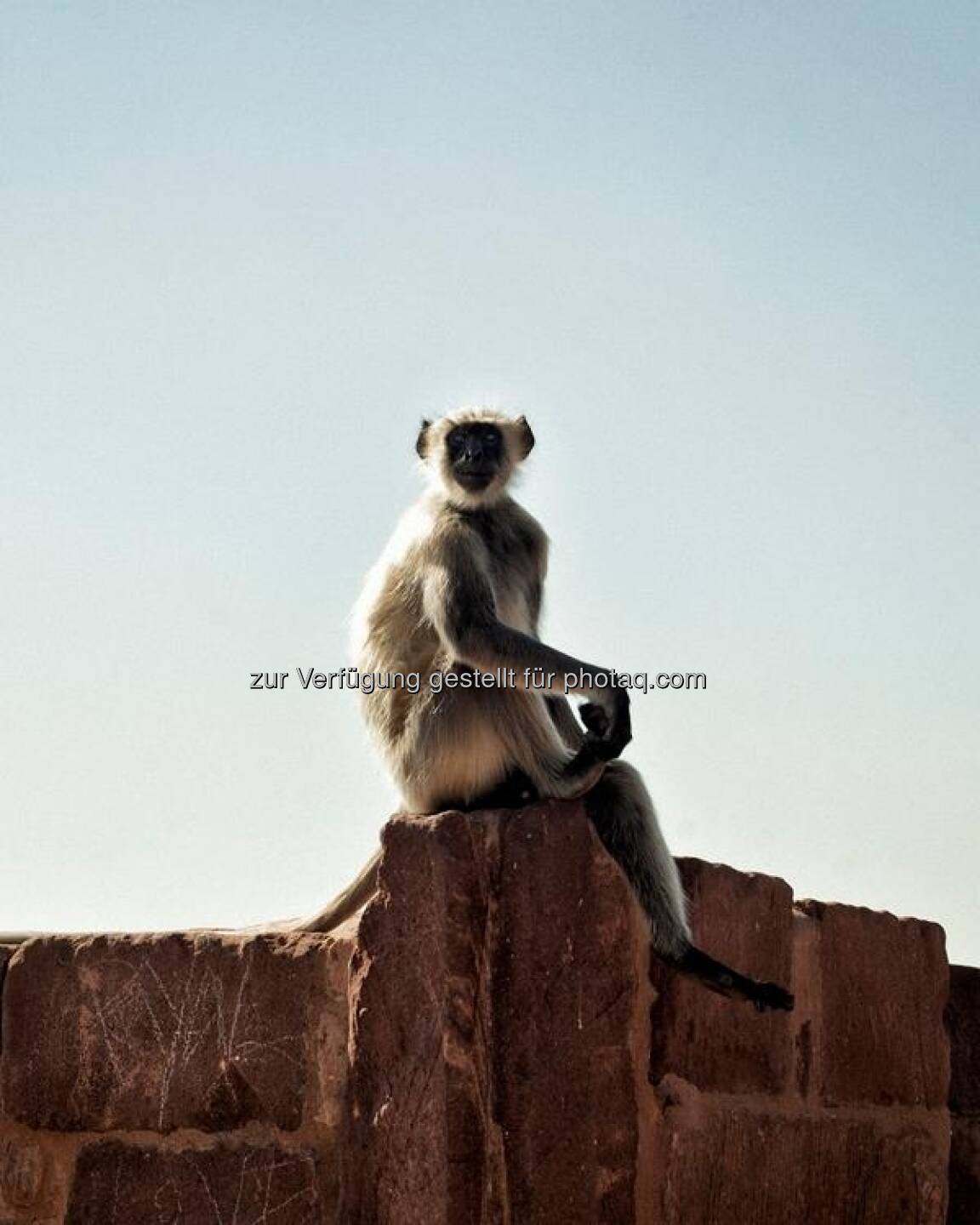 Affe, Indien by http://www.florap.com 
