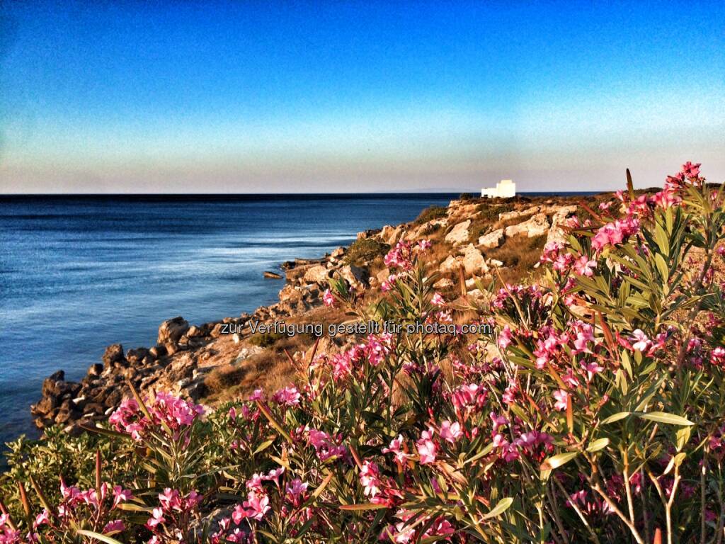 Meer, Oleander (04.07.2016) 