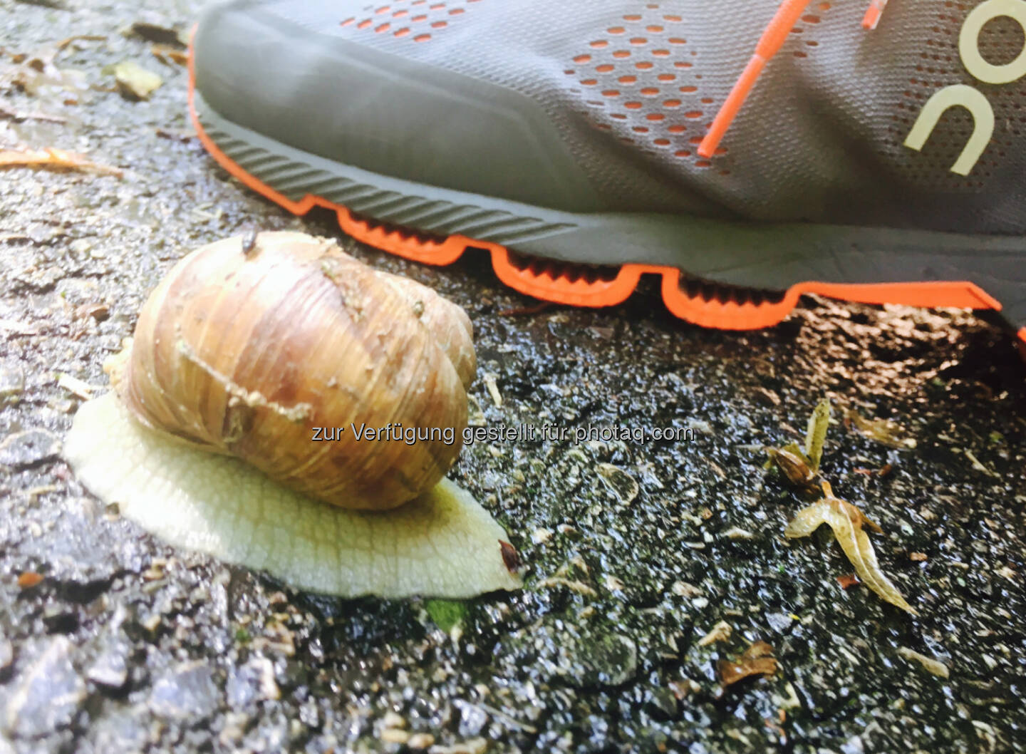 Wienerwaldschnecke getroffen