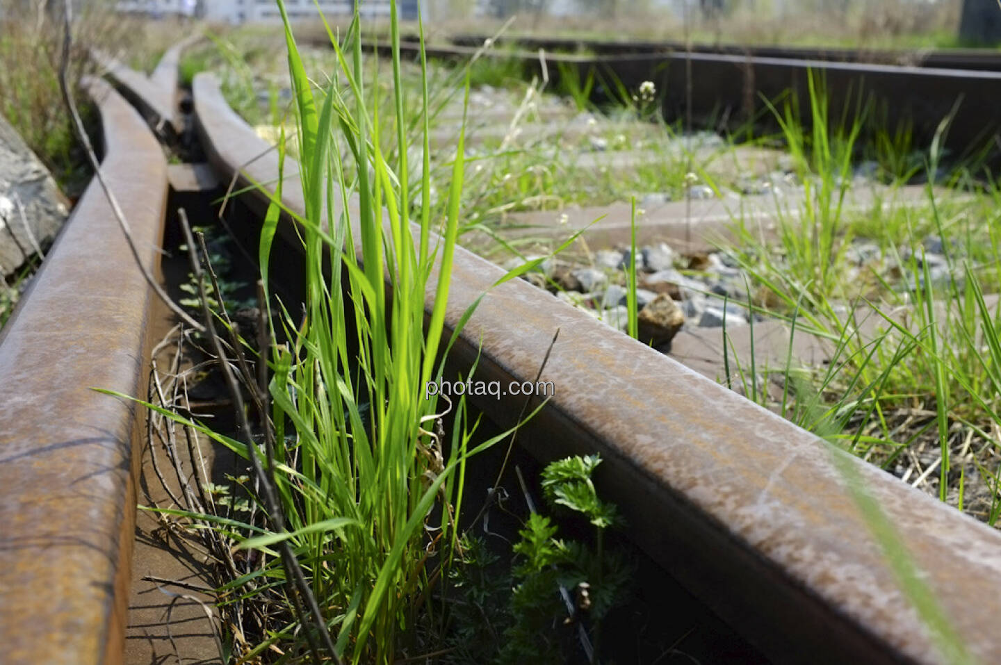 Weiche, Gras