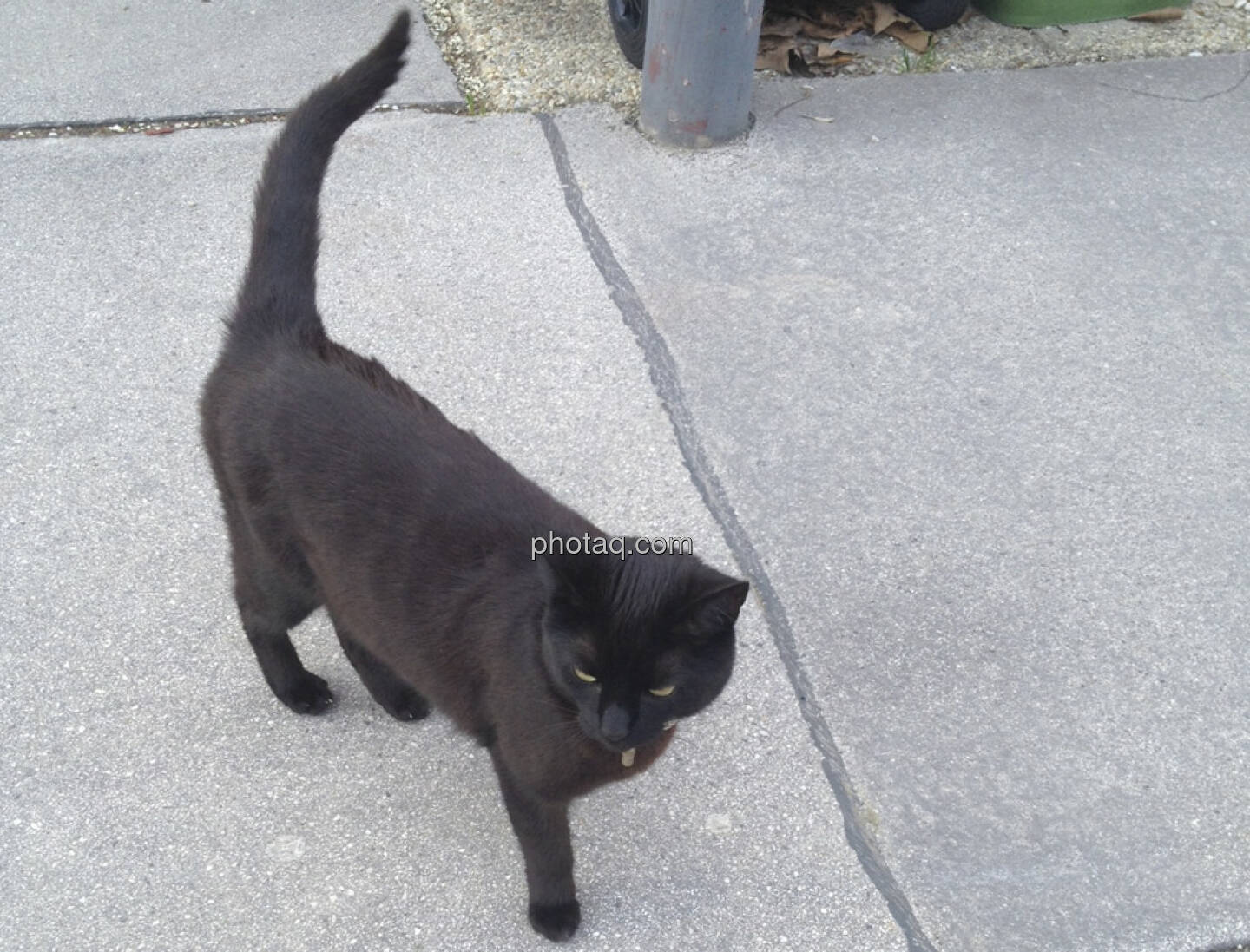 Schwarze Katze, schwarzer Kater