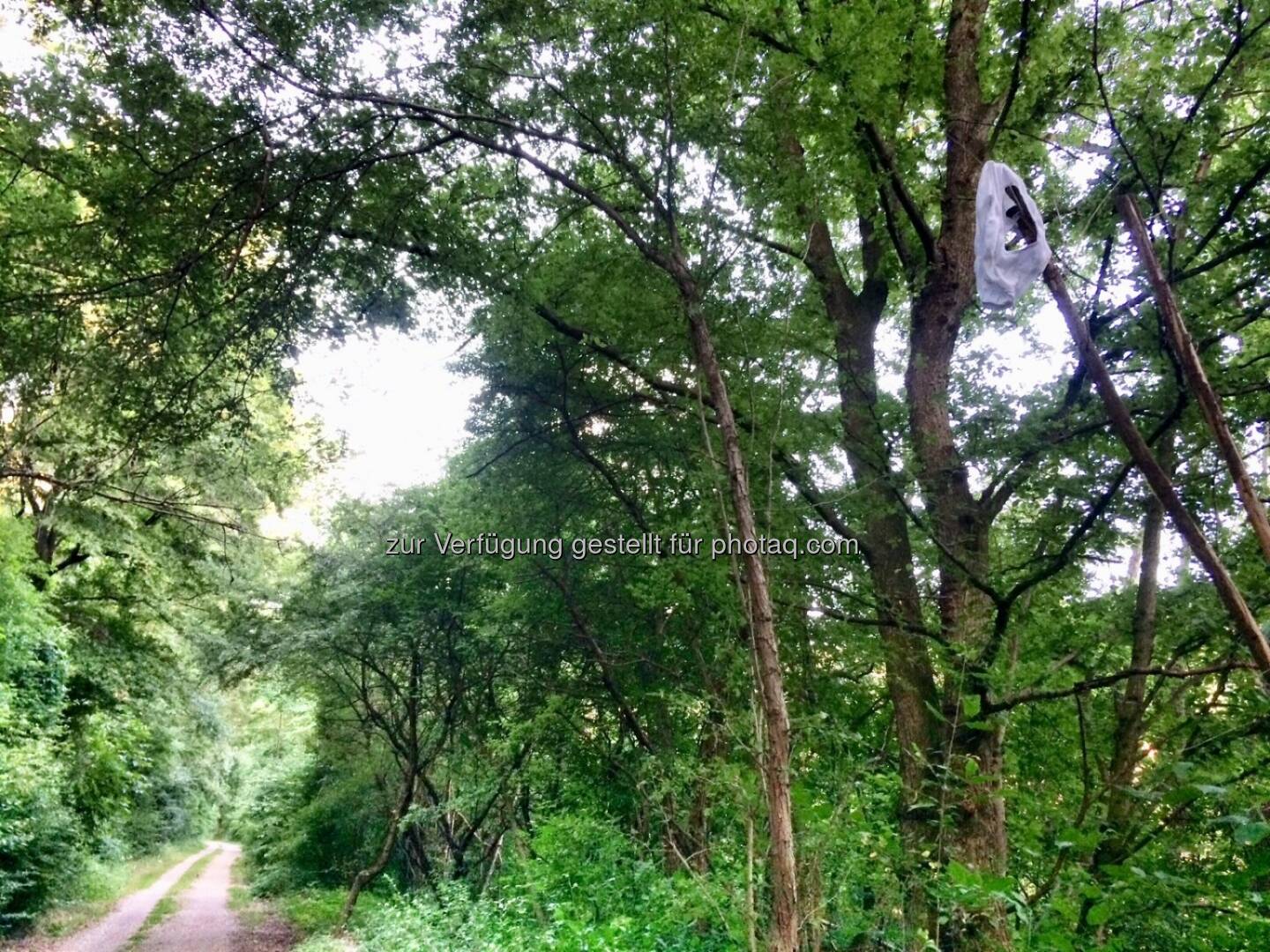 Unterhose im Baum