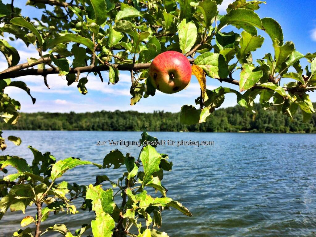 Apfel (29.07.2016) 