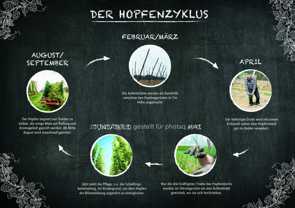 Grafik Der Hopfenzyklus : Die Hopfenpflanze im Jahresverlauf : Österreich ist ein Hopfenland : Fotocredit: Brau Union Österreich, © Aussender (17.08.2016) 