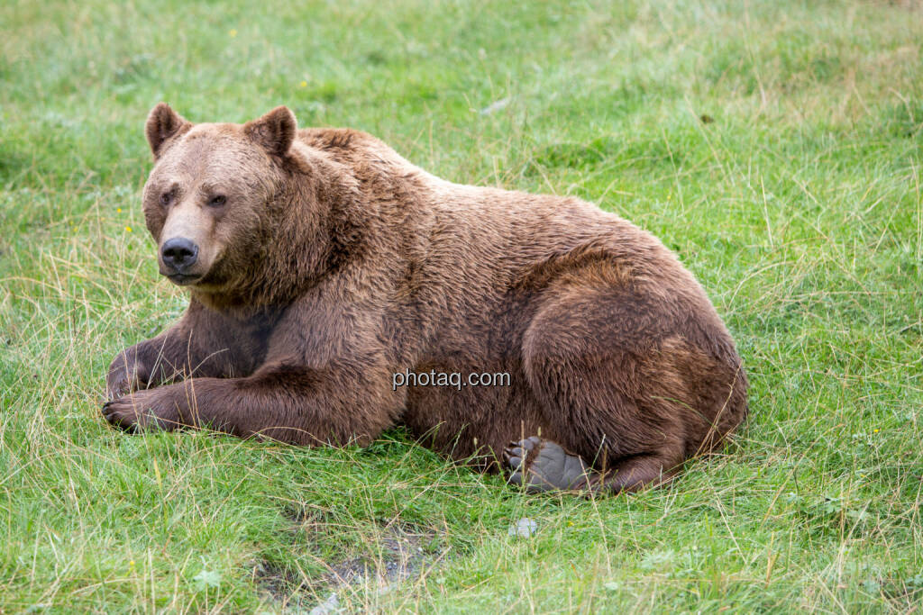 Bär, © Martina Draper (24.08.2016) 