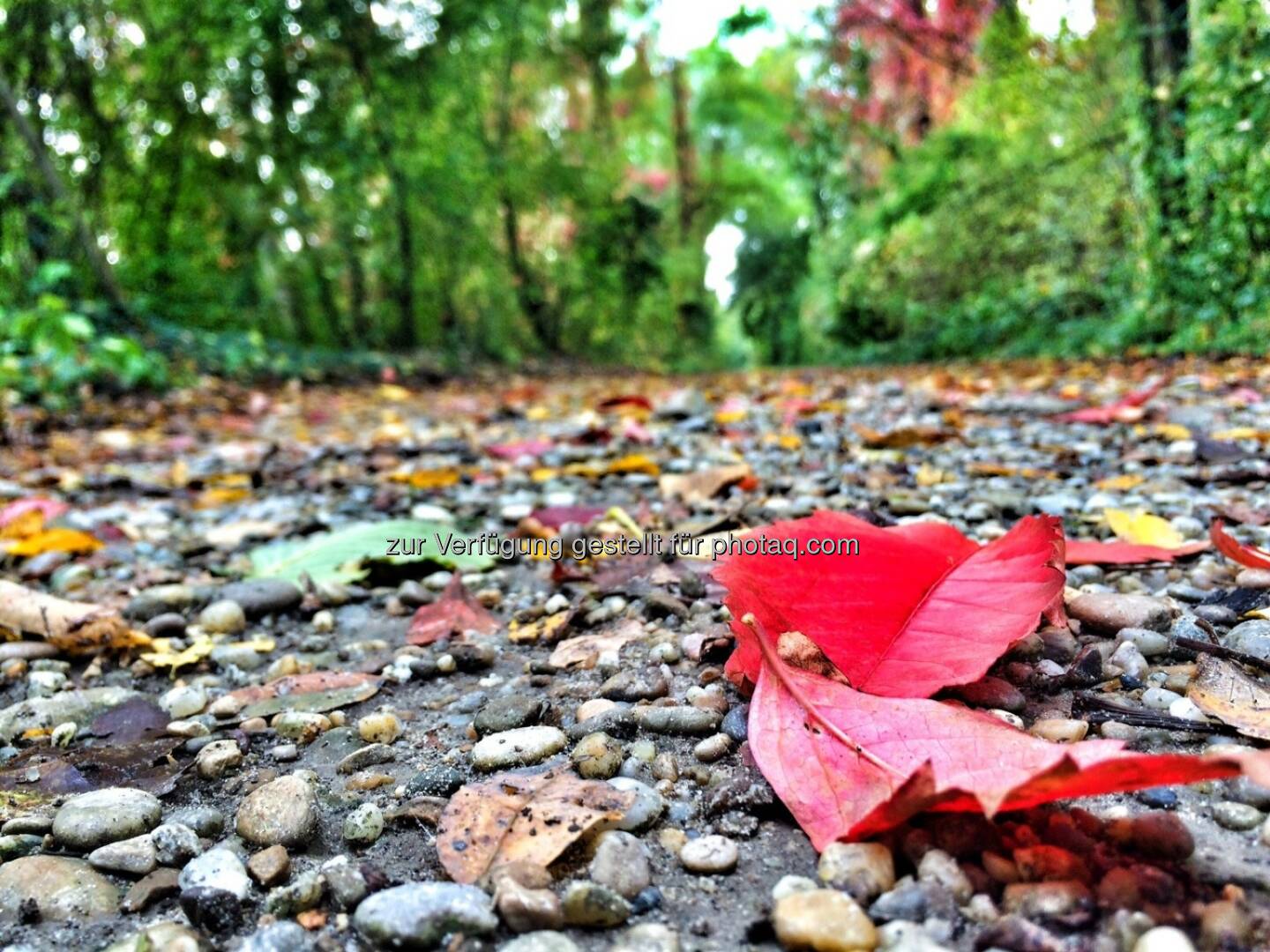 Herbst, Blatt, Wald