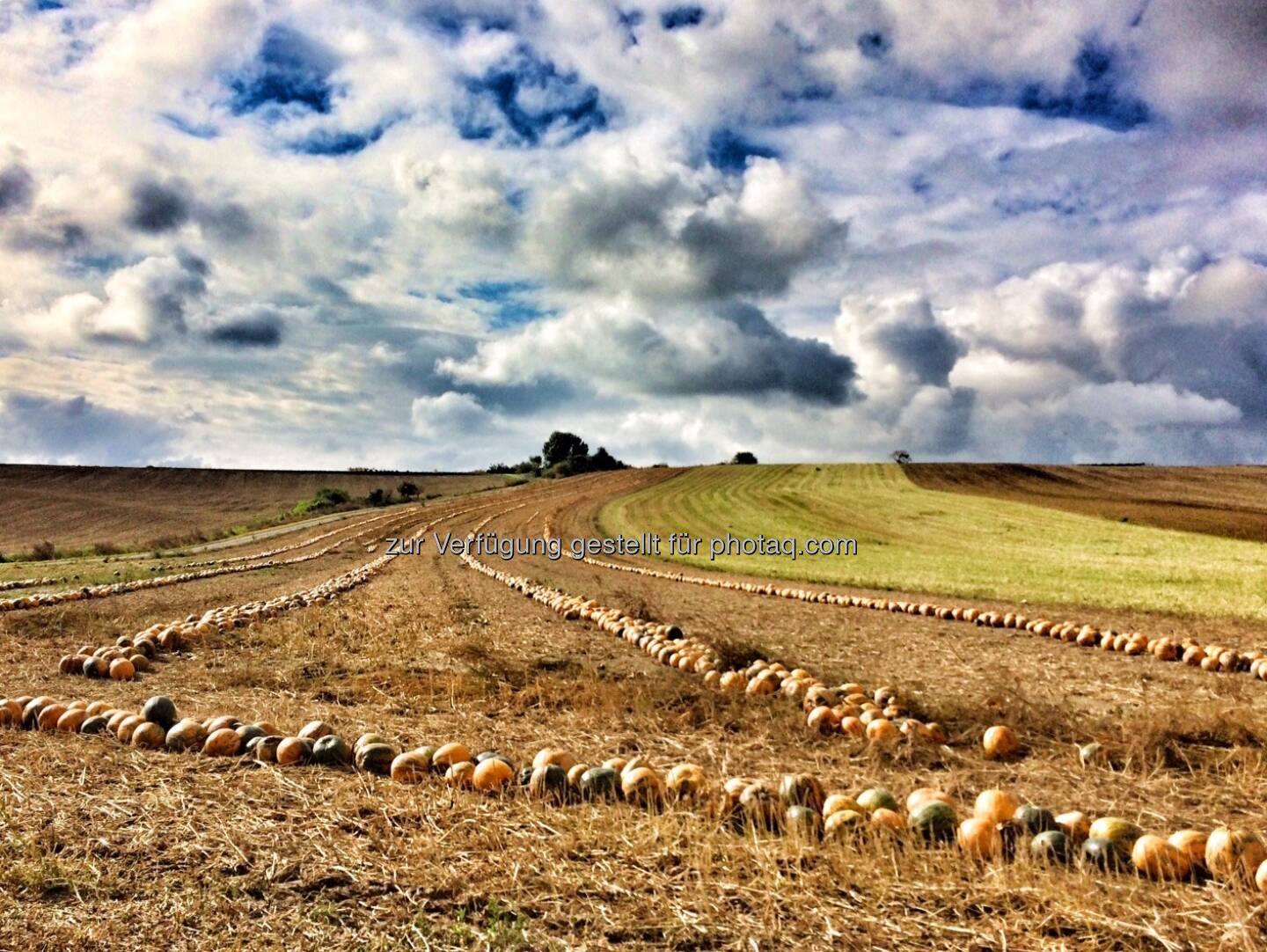 Kürbis, Feld