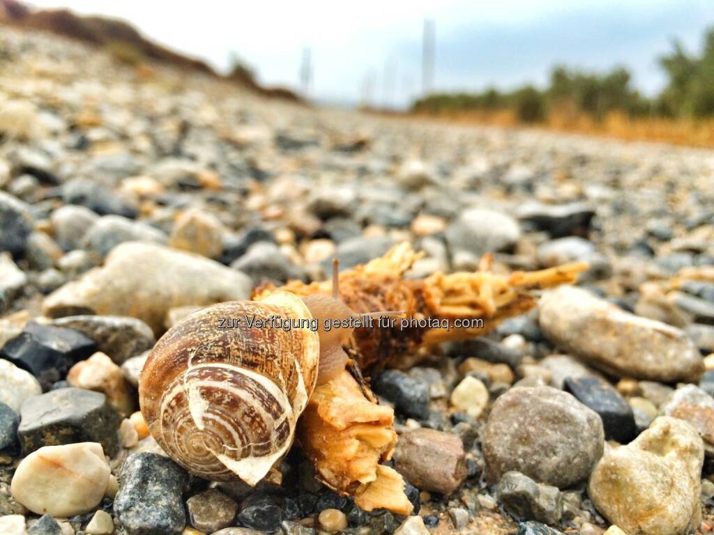 Schnecke (31.10.2016) 