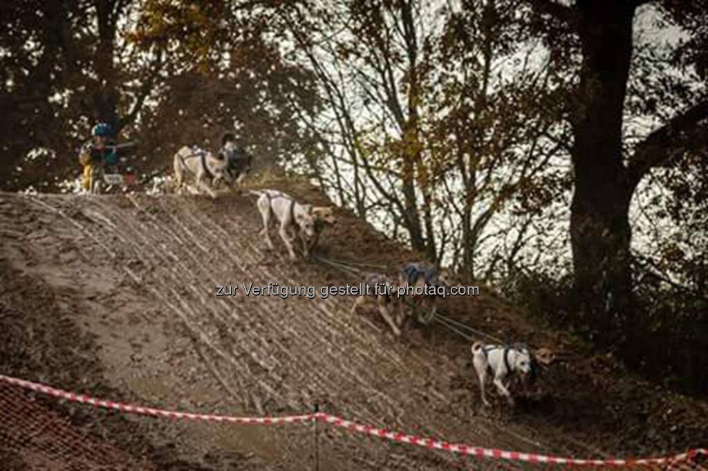 Cani Cross, Hunde (17.11.2016) 