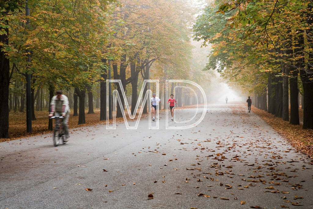 Hauptallee im Herbst, Wien, © Martina Draper (15.12.2012) 