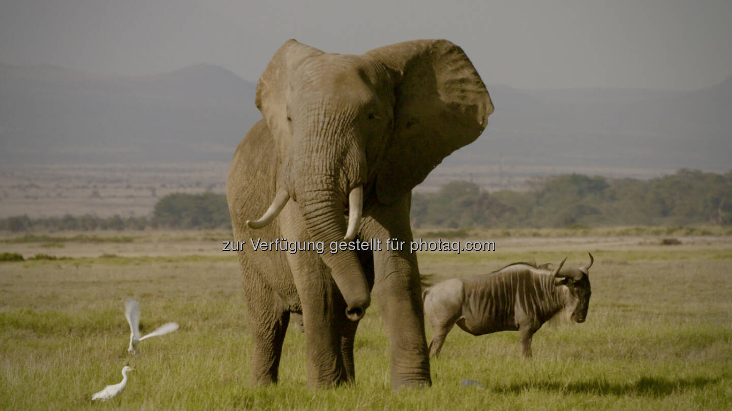 Kenya/Amboseli elephant with wilderbeast - Terra Mater Factual Studios GmbH: Cinema for Peace Award an Terra Mater Factual Studios (Fotocredit: © Terra Mater Factual Studios_Tobias Cords)